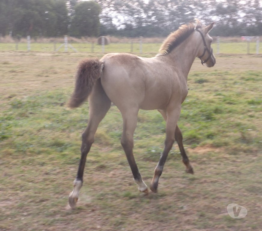 Vente Calvados Grainville sur Odon - 14210 - Photos Vivastreet AV Poulain OC 2025 couleur Isabelle