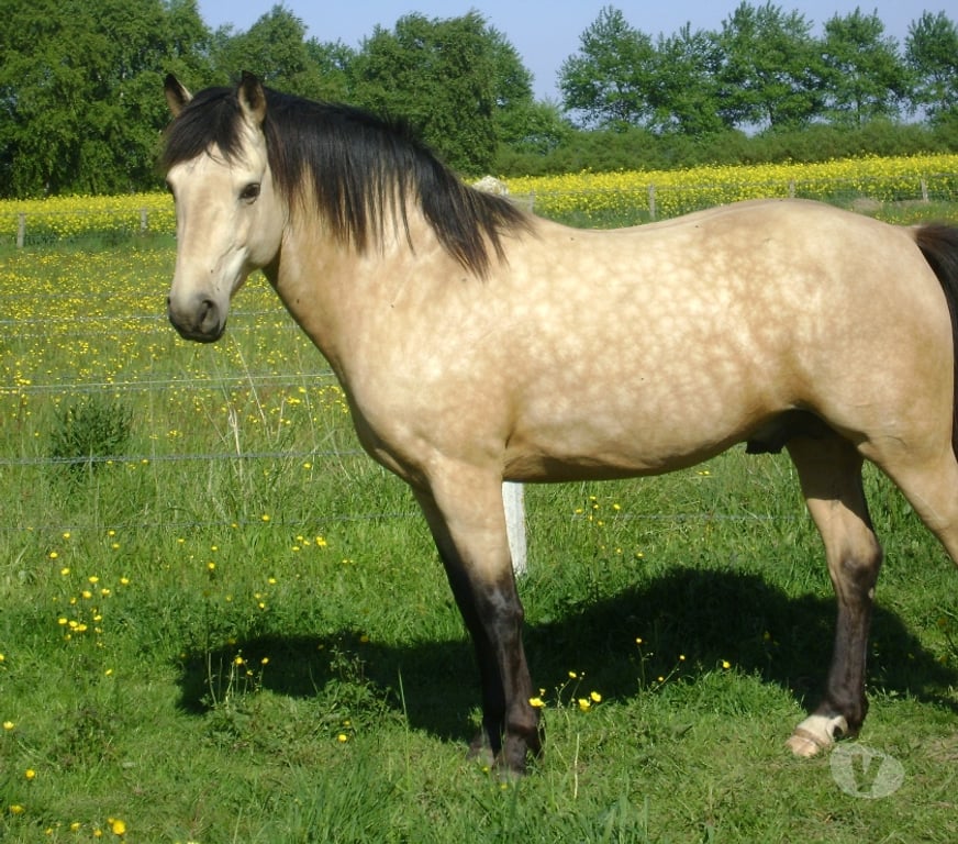 Vente Calvados Grainville sur Odon - 14210 - Photos Vivastreet Propose ETALON pour saillir ponette ou jument