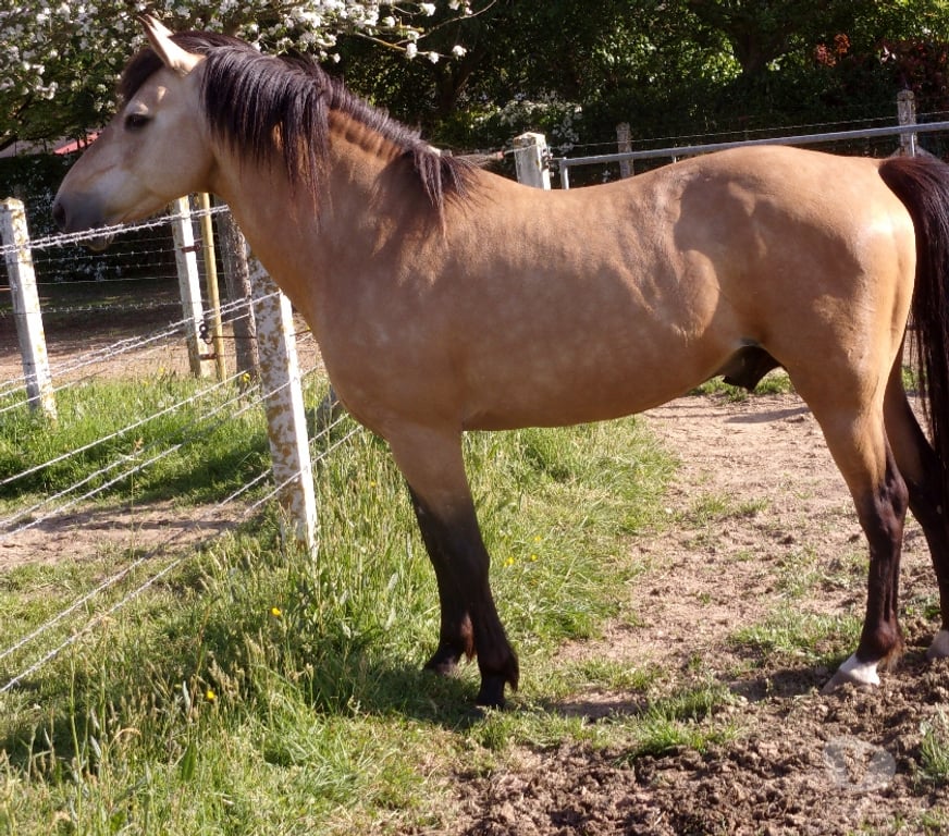 Vente Calvados Grainville sur Odon - 14210 - Photos Vivastreet Propose ETALON pour saillir ponette ou jument