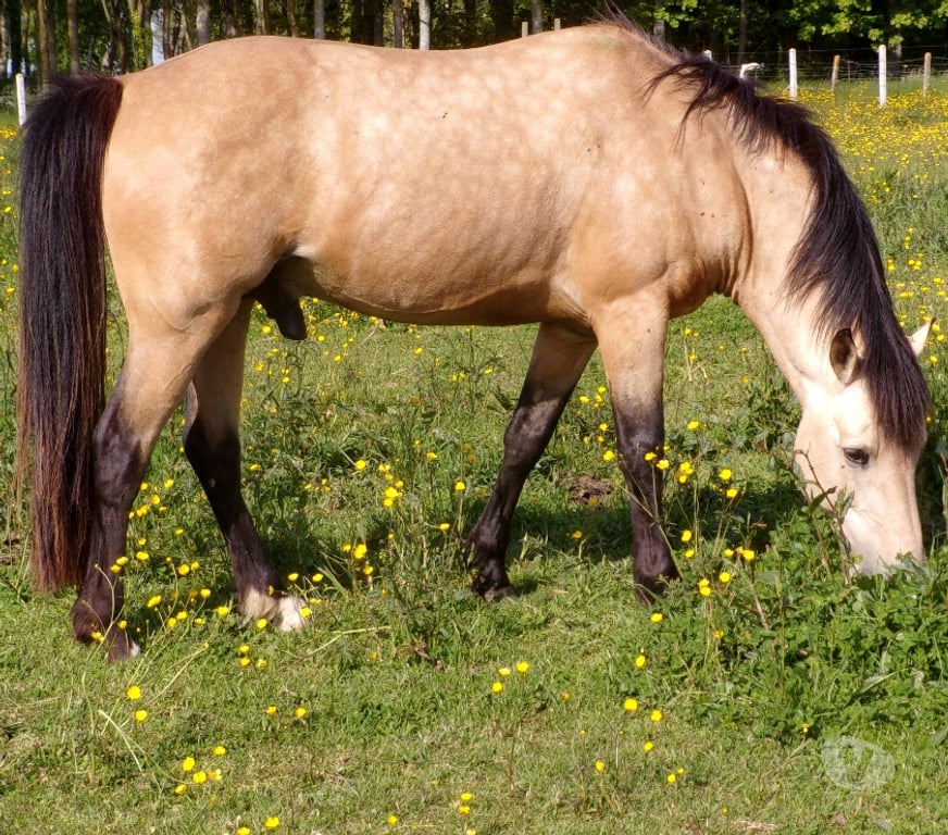 Vente Calvados Grainville sur Odon - 14210 - Photos Vivastreet Propose ETALON pour saillir ponette ou jument