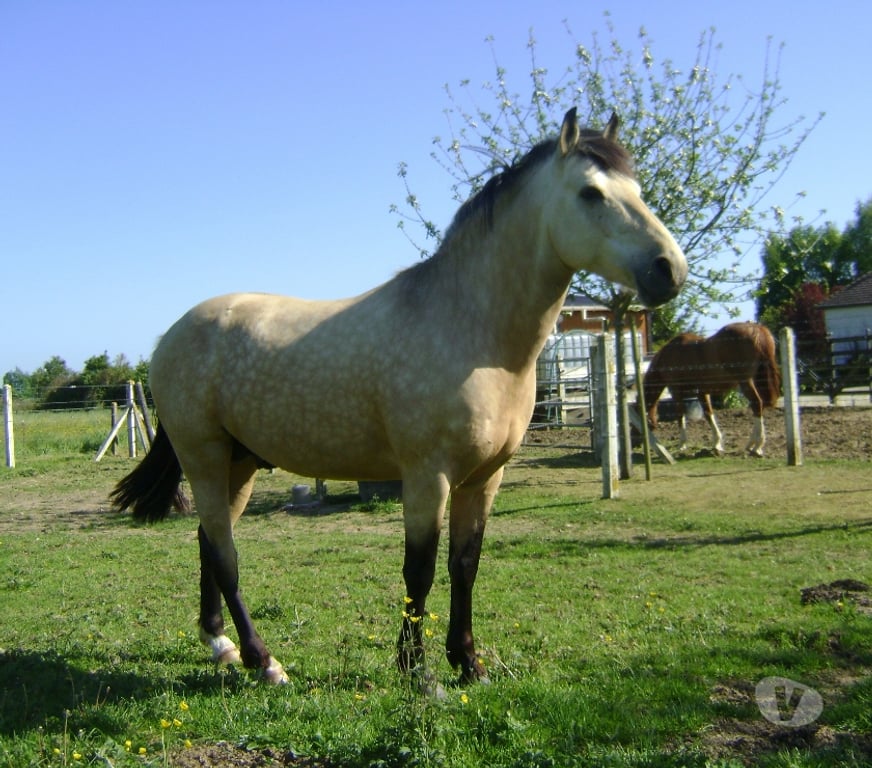 Vente Calvados Grainville sur Odon - 14210 - Photos Vivastreet Propose ETALON pour saillir ponette ou jument