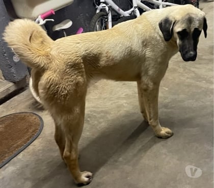 Don animaux Beziers Hérault - Photos Vivastreet ALPINE, chiot type kangal, 7 mois non lof