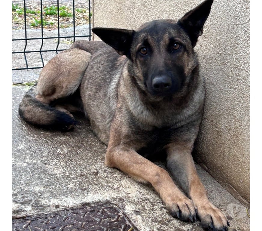 Don animaux Hérault Beziers - 34500 - Photos Vivastreet AUBEPINE, chienne type berger 1 an non lof