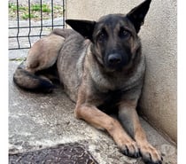 AUBEPINE, chienne type berger 1 an non lof