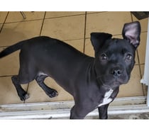 AFFINE, chiot type labrador 3 mois non lof