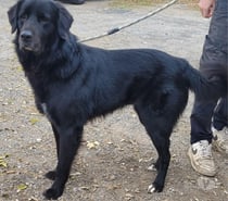 ATCHOUM, chien type labrador retriever 6 ans non lof