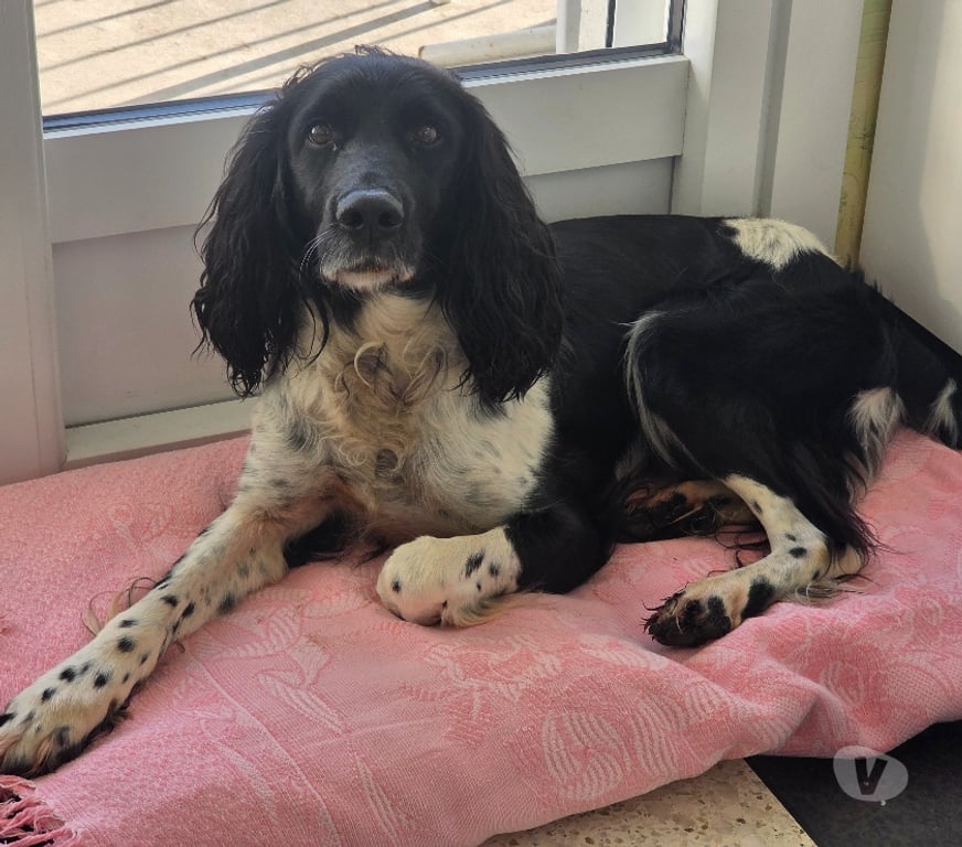Don animaux Allier Montlucon - 03100 - Photos Vivastreet Don chienne Springer anglais