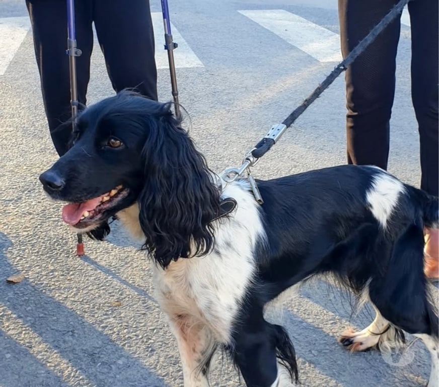 Don animaux Allier Montlucon - 03100 - Photos Vivastreet Don chienne Springer anglais