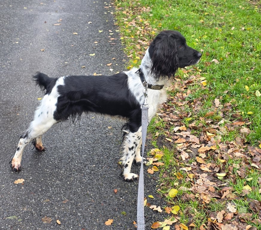 Don animaux Allier Montlucon - 03100 - Photos Vivastreet Don chienne Springer anglais