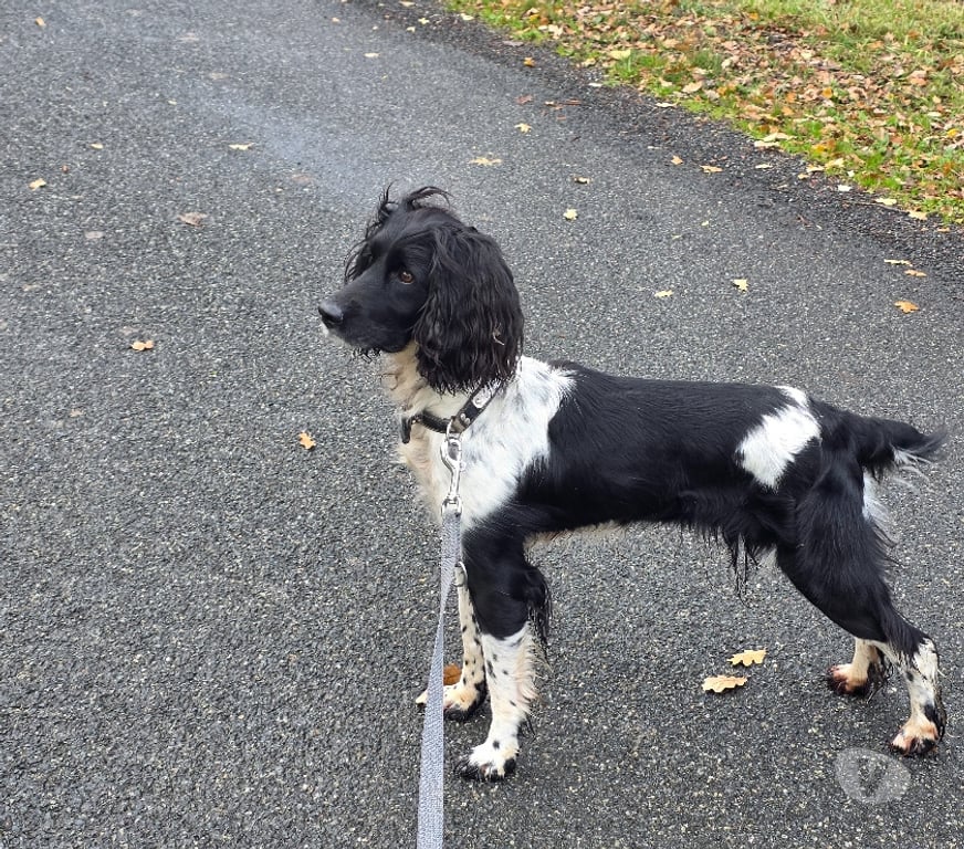 Don animaux Allier Montlucon - 03100 - Photos Vivastreet Don chienne Springer anglais