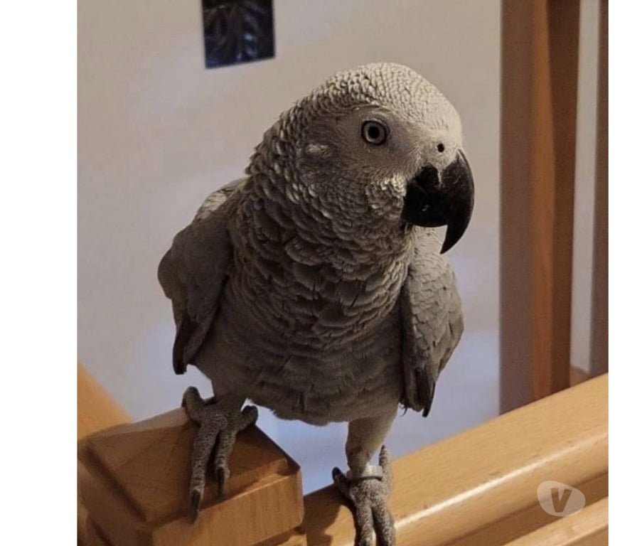 Vente Haut-Rhin Pfastatt - 68120 - Photos Vivastreet Lola gris du Gabon