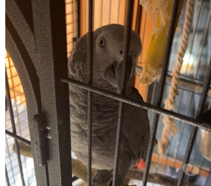 Vente animaux Pfastatt Haut-Rhin - Photos Vivastreet Lola gris du Gabon