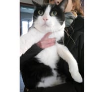 ANKARA, chatte noire et blanche, 1 an non lof