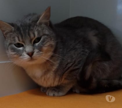 Adoption animaux Beziers Hérault - Photos Vivastreet ARON, chat gris et crème, 1 an type européen non lof