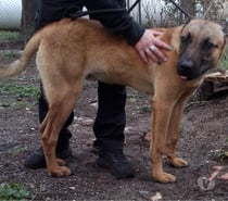 ADERICK, chien type berger 1 an non lof