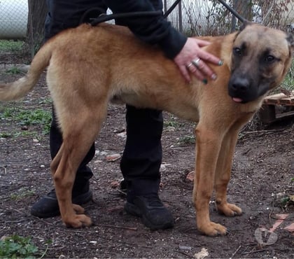 Adoption animaux Beziers Hérault - Photos Vivastreet ADERICK, chien type berger 1 an non lof