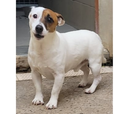 Don animaux Beziers Hérault - Photos Vivastreet ALBATROS, chien type jack russel 5 ans non lof