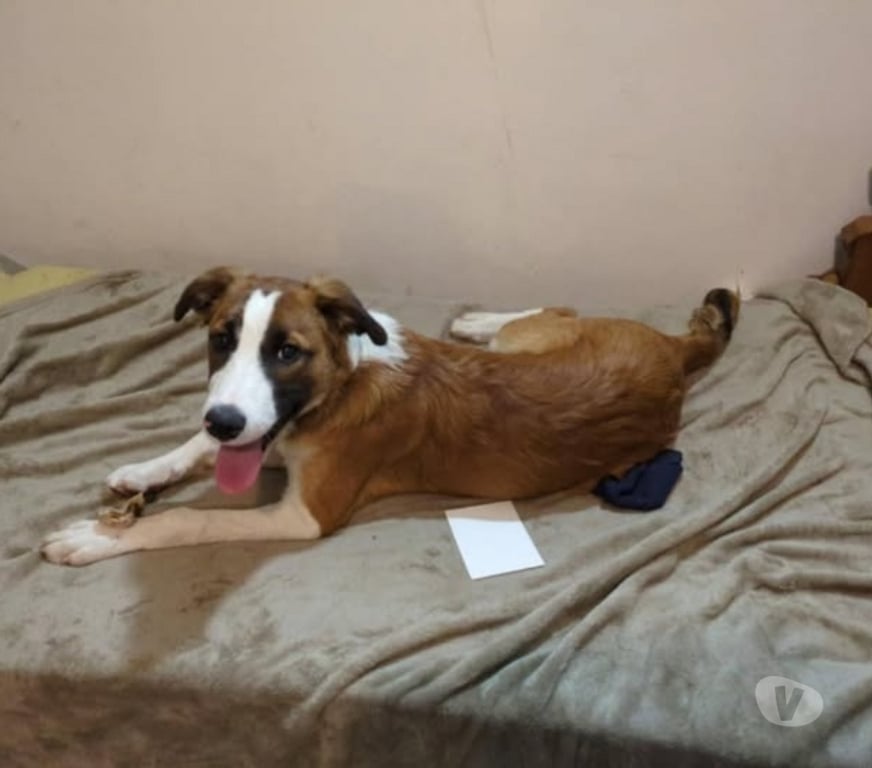 Don animaux Haute-Loire Le Puy en Velay - 43000 - Photos Vivastreet Chien AMADEUS à l adoption