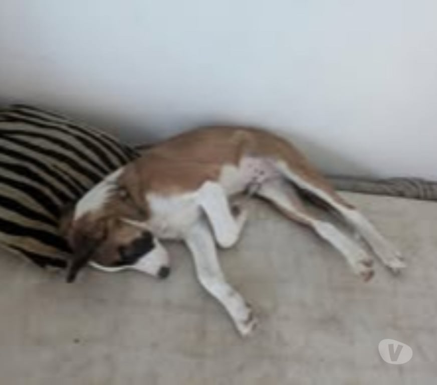 Don animaux Haute-Loire Le Puy en Velay - 43000 - Photos Vivastreet Chien AMADEUS à l adoption