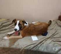 Chien AMADEUS à l adoption