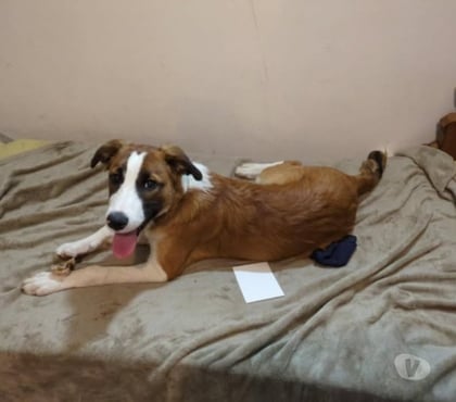 Don animaux Le Puy en Velay Haute-Loire - Photos Vivastreet Chien AMADEUS à l adoption