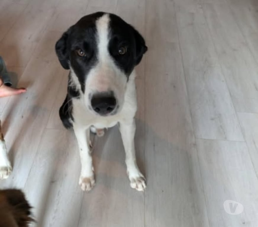 Don animaux Haute-Loire Le Puy en Velay - 43000 - Photos Vivastreet Chien APOLLON à l adoption