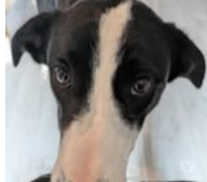 Don animaux Haute-Loire Le Puy en Velay - 43000 - Photos Vivastreet Chien APOLLON à l adoption