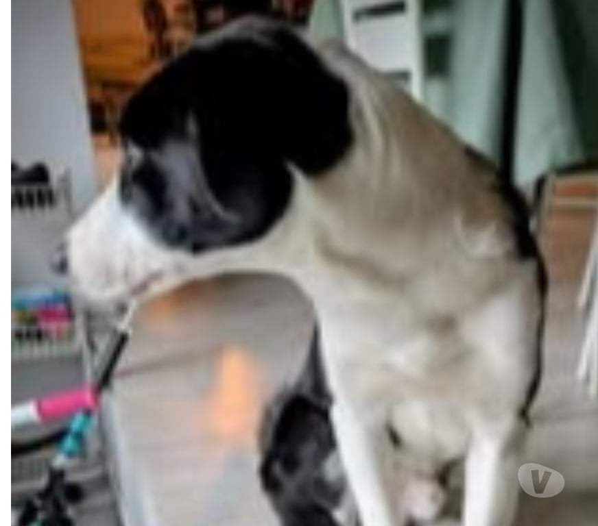 Don animaux Haute-Loire Le Puy en Velay - 43000 - Photos Vivastreet Chien APOLLON à l adoption