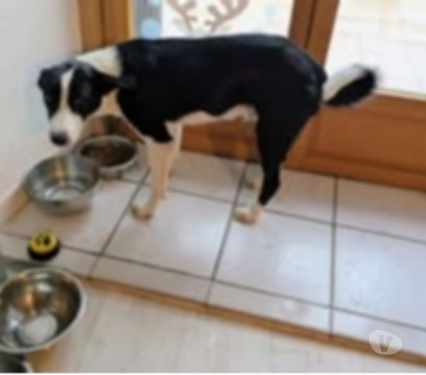 Don animaux Haute-Loire Le Puy en Velay - 43000 - Photos Vivastreet Chien APOLLON à l adoption