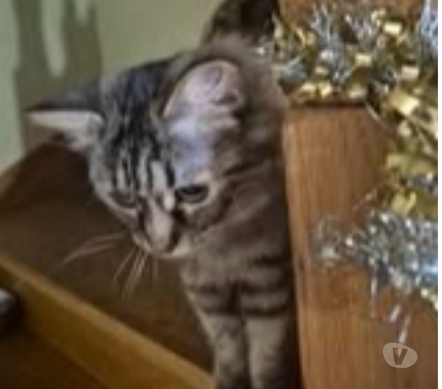 Don animaux Ardèche Annonay - 07100 - Photos Vivastreet Chat LARA à l adoption