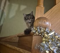 Chat LARA à l adoption