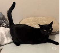 Chat SLY à l adoption