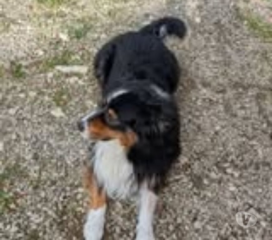 Don animaux Isère St Maurice l'Exil - 38550 - Photos Vivastreet Chien OSIRIS à l adoption