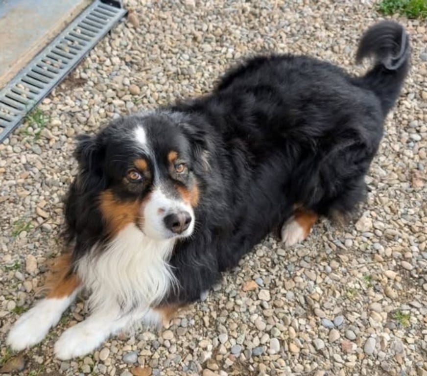 Don animaux Isère St Maurice l'Exil - 38550 - Photos Vivastreet Chien OSIRIS à l adoption