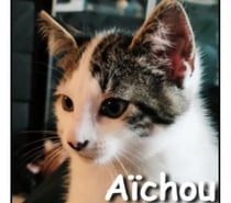 AICHOU, chaton curieux et joueur