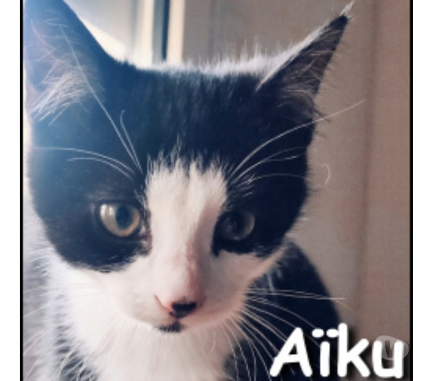 Don animaux Rhône Lyon - Photos Vivastreet AIKU, chaton joueur et attachant