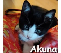 AKUNA, chaton plein de vie et attachant