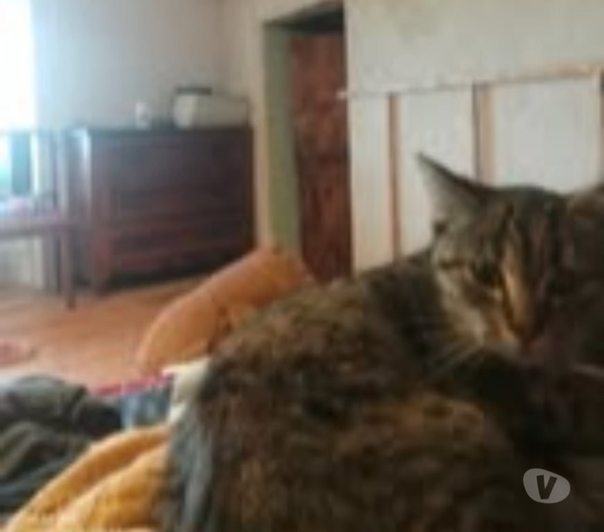 Don animaux Ardèche Colombier le Jeune - 07270 - Photos Vivastreet Chat NAYA à l adoption