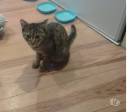 Don animaux Colombier le Jeune Ardèche - Photos Vivastreet Chat NAYA à l adoption