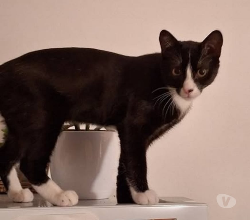 Don animaux Drôme St Vallier - 26240 - Photos Vivastreet Chat ARCHIE à l adoption