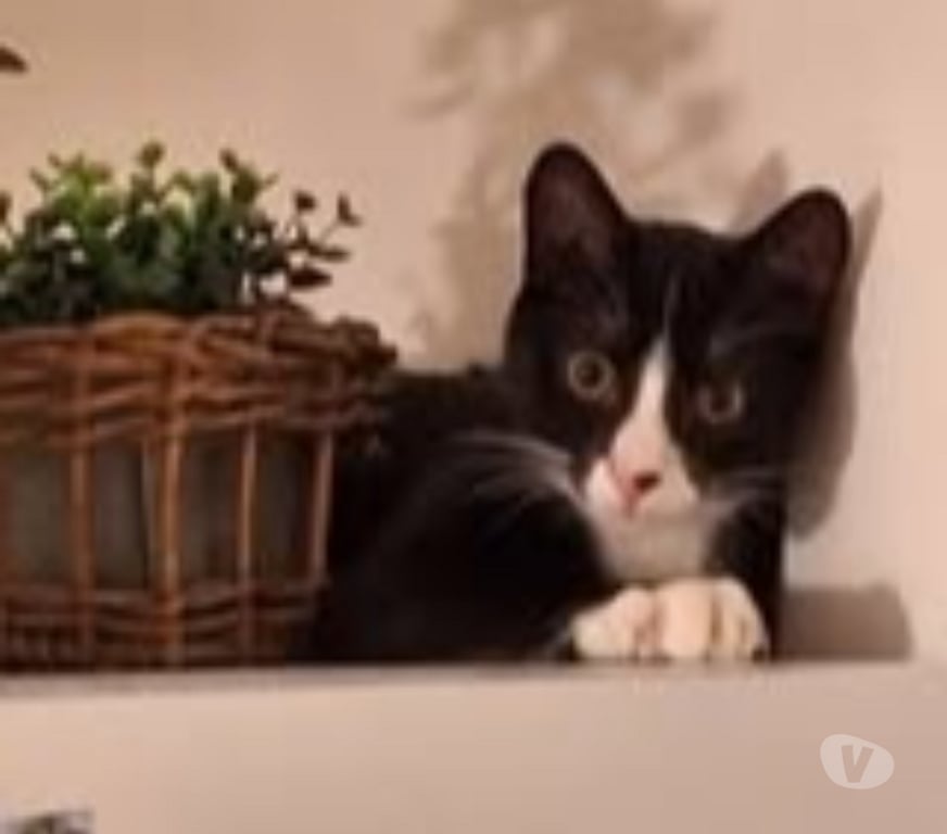 Don animaux Drôme St Vallier - 26240 - Photos Vivastreet Chat ARCHIE à l adoption