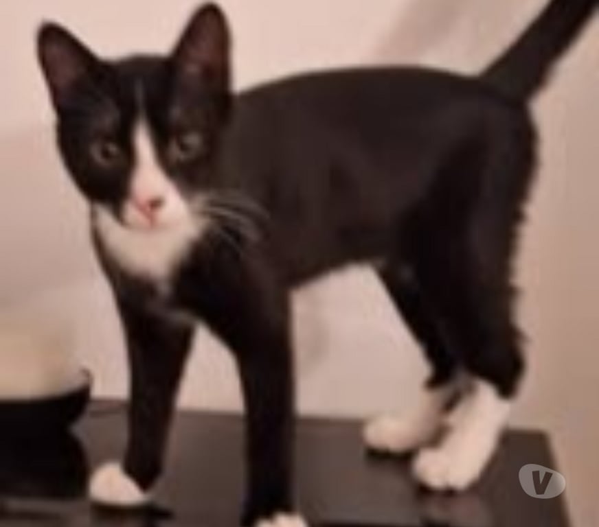 Don animaux Drôme St Vallier - 26240 - Photos Vivastreet Chat ARCHIE à l adoption