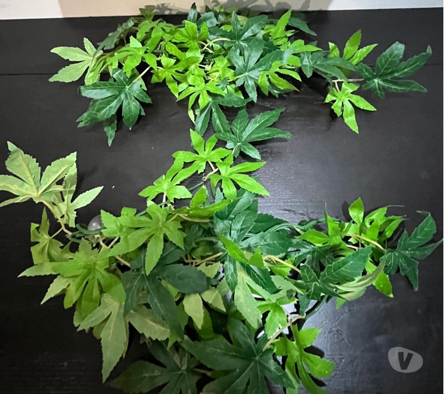 Services, accessoires animaux Val-d'Oise St Brice sous Foret - 95350 - Photos Vivastreet Terrarium 90x45x60