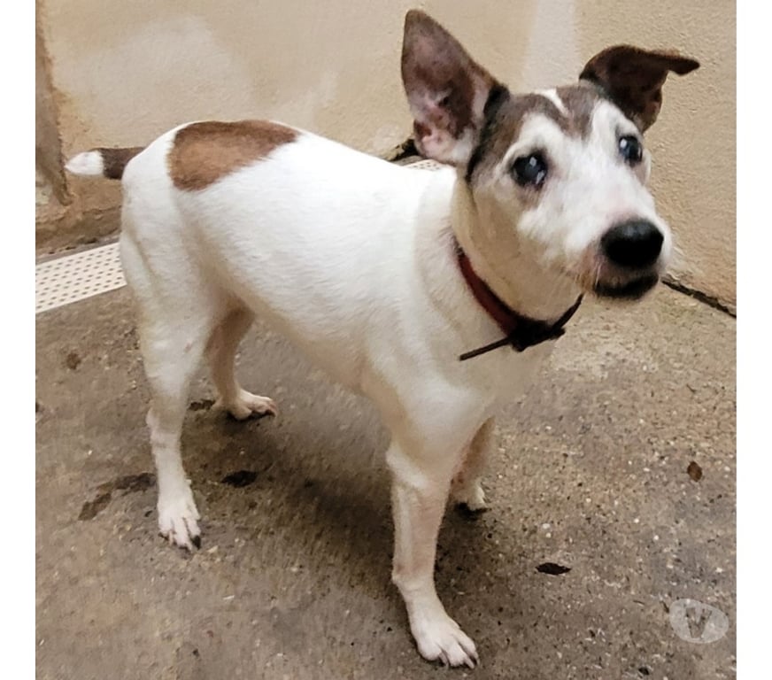 Don animaux Hérault Beziers - 34500 - Photos Vivastreet AMBROISE, chien type Jack russel 15 ans non lof