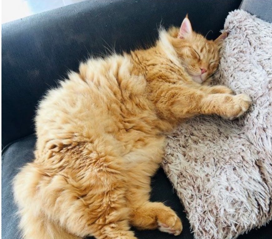 Services, accessoires animaux Alpes-Maritimes Peymeinade - 06530 - Photos Vivastreet Garde de chiens à mon domicile sur Peymeinade