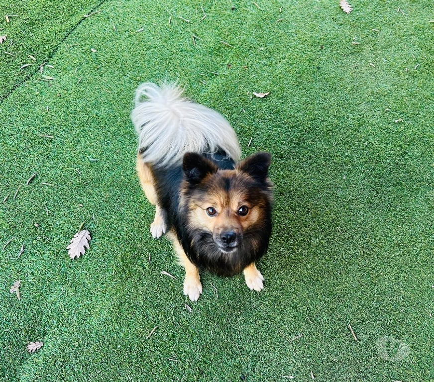 Services, accessoires animaux Alpes-Maritimes Peymeinade - 06530 - Photos Vivastreet Garde de chiens à mon domicile sur Peymeinade