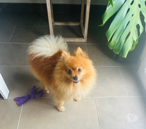 Garde de chiens à mon domicile sur Peymeinade