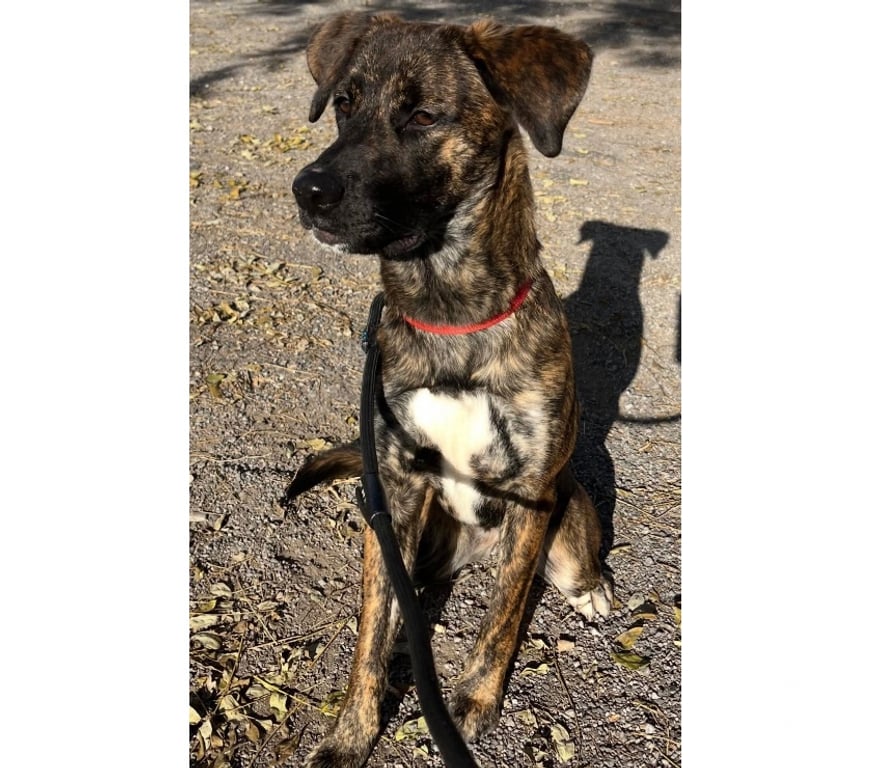 Don animaux Hérault Beziers - 34500 - Photos Vivastreet ANTOINETTE, chienne type berger, 1 an non lof