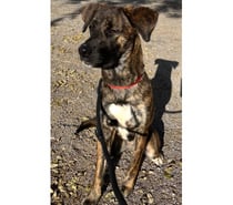 ANTOINETTE, chienne type berger, 1 an non lof