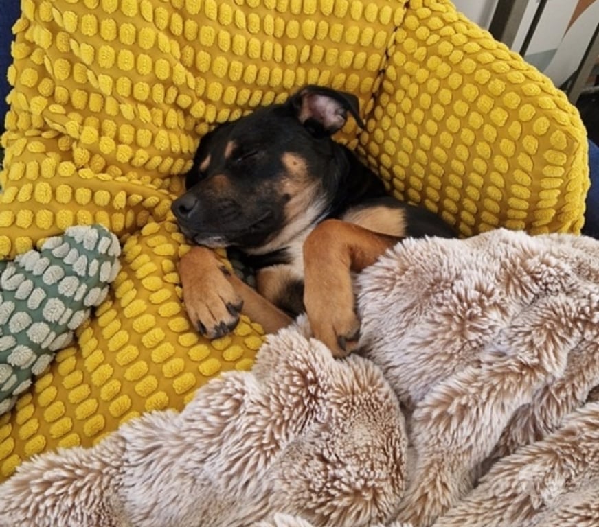 Vente Loire-Atlantique Bouguenais - 44340 - Photos Vivastreet KOVU, magnifique croisé Berger et Rottweiler